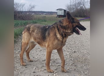 Jax braucht eine liebevolle Führung