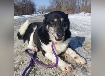 Mala eine ängstliche Hündin