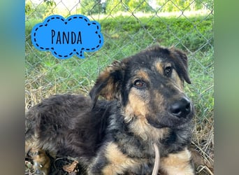 Panda ein wundervolles Wesen