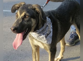 Rubble ein verspielter Kämpfer