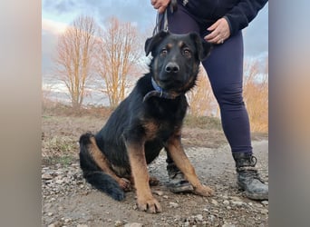 Indy ein lernwilliger Hundebub