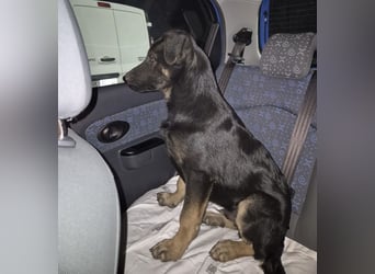 Indy ein lernwilliger Hundebub