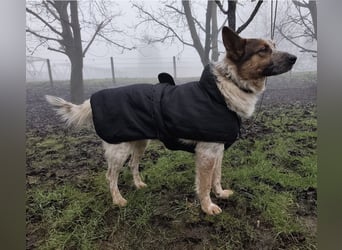 Franky ein Menschenliebender