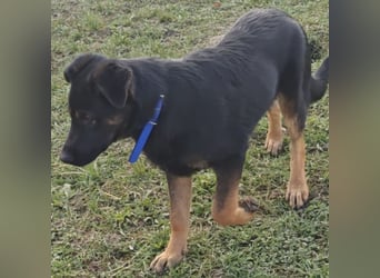 Indy ein lernwilliger Hundebub