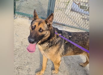 Jax braucht eine liebevolle Führung