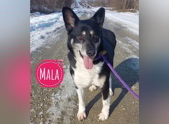 Mala eine ängstliche Hündin