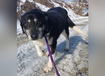 Mala eine ängstliche Hündin