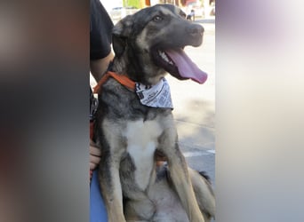 Rubble ein verspielter Kämpfer