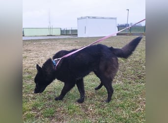 Piki ein Familienhund