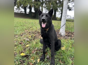 Spike ein schlauer trauriger Bub