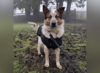 Franky ein Menschenliebender