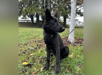 Spike ein schlauer trauriger Bub