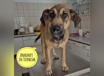 Bones ein verspielter liebevoller Bub