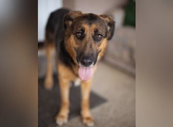 Avis eine gebrochene Seele