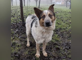 Franky ein Menschenliebender