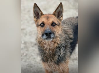 Ghost wartet seit Welpenalter