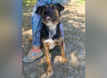 Clio wartet seit Welpenalter
