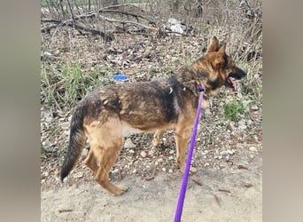 Jax braucht eine liebevolle Führung