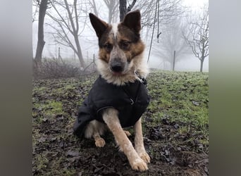 Franky ein Menschenliebender