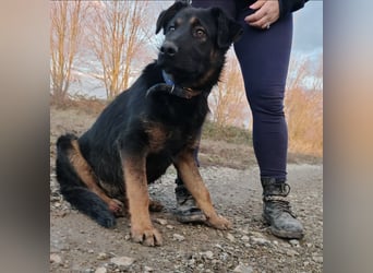 Indy ein lernwilliger Hundebub