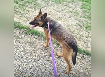 Jax braucht eine liebevolle Führung