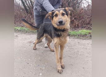 Bronco ein Traumwesen sitzt im Zwinger