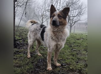 Franky ein Menschenliebender