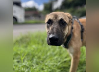 Boško ein Traumwesen