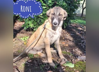 Roni ein absoluter Schatz