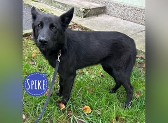 Spike ein schlauer trauriger Bub