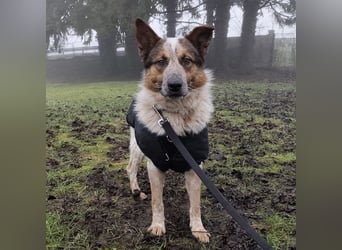 Franky ein Menschenliebender