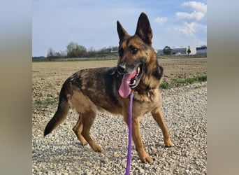 Jax braucht eine liebevolle Führung