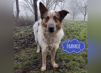 Franky ein Menschenliebender