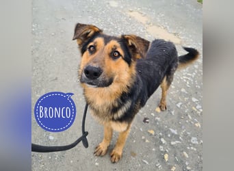 Bronco ein Traumwesen sitzt im Zwinger