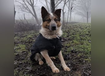 Franky ein Menschenliebender