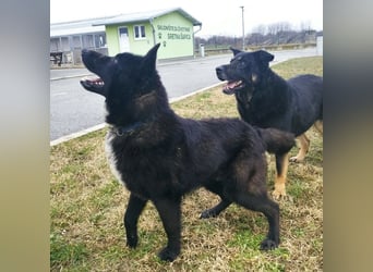 Piki ein Familienhund