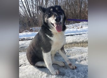 Mala eine ängstliche Hündin