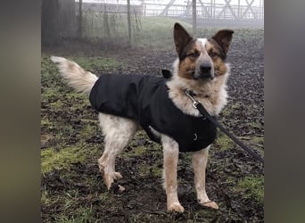 Franky ein Menschenliebender