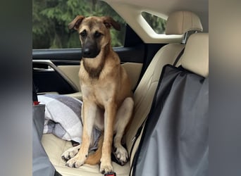 Boško ein Traumwesen