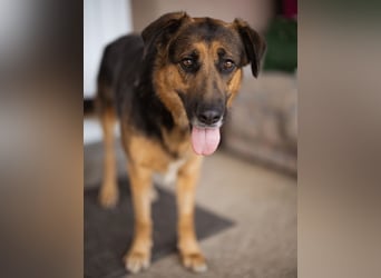 Avis eine gebrochene Seele