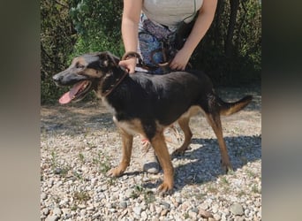 Clio wartet seit Welpenalter