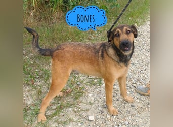 Bones ein verspielter liebevoller Bub