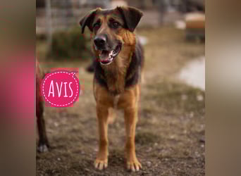 Avis eine gebrochene Seele