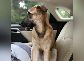 Boško ein Traumwesen