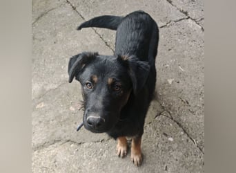 Indy ein lernwilliger Hundebub