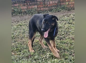 Indy ein lernwilliger Hundebub