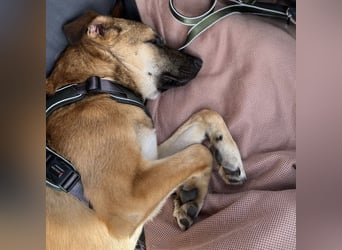 Boško ein Traumwesen