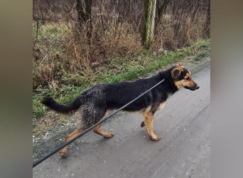 Bronco ein Traumwesen sitzt im Zwinger