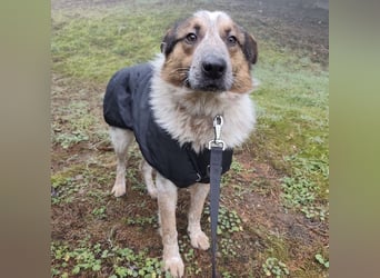 Franky ein Menschenliebender