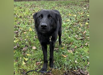 Spike ein schlauer trauriger Bub